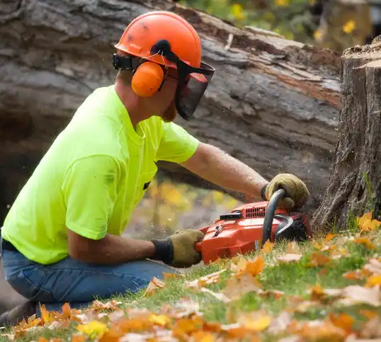 tree services St. Anthony